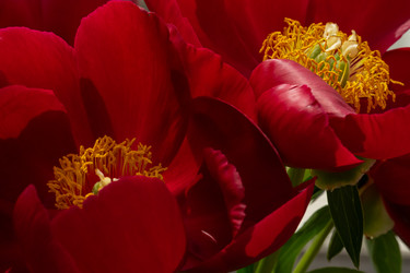 Крупный план прекрасных цветущих темно-красных пионов с желтыми тычинками. Двойной цветочный фон со свежими бархатистыми лепестками, элегантная органическая растительная текстура и контрастный летний свет - IKvyatkovskaya