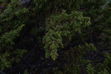 Ветка дикого можжевельника (Juniperus) крупным планом - svesh47