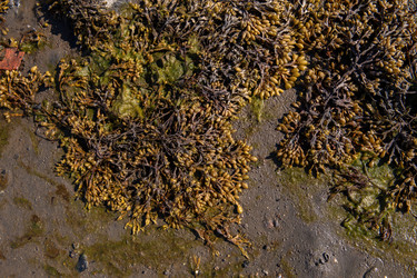 Бурые водоросли фукусы (Fucus vesiculosus) и зеленые водоросли (Ulva sp.) на литорали Белого моря во время отлива - svesh47