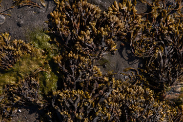 Бурые водоросли фукусы (Fucus vesiculosus) и зеленые водоросли (Ulva sp.) на литорали Белого моря во время отлива - svesh47
