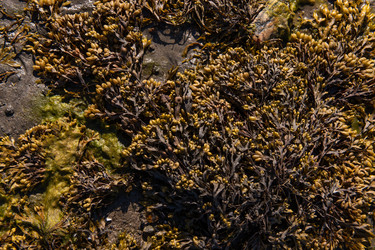 Бурые водоросли фукусы (Fucus vesiculosus) и зеленые водоросли (Ulva sp.) на литорали Белого моря во время отлива - svesh47