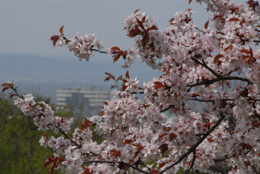 Сакура японская. Сахалин. Japanese sakura. Sakhalin. (marka) - marka