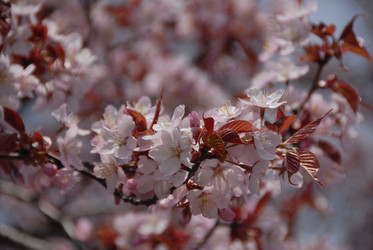 Сакура японская. Сахалин. Japanese sakura. Sakhalin. (marka) - marka