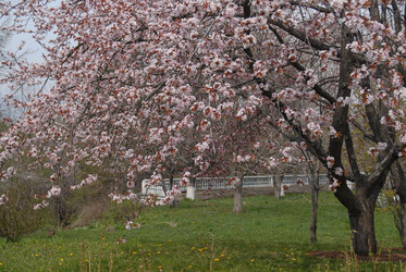 Сакура японская. Сахалин. Japanese sakura. Sakhalin. (marka) - marka