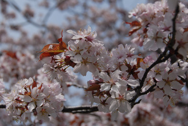 Сакура японская. Сахалин. Japanese sakura. Sakhalin. (marka) - marka