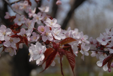 Сакура японская. Сахалин. Japanese sakura. Sakhalin. (marka) - marka