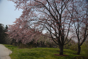 Сакура японская. Сахалин. Japanese sakura. Sakhalin. (marka) - marka