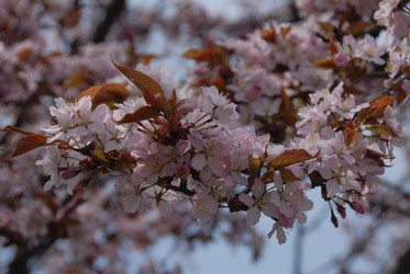 Сакура японская. Сахалин. Japanese sakura. Sakhalin. (marka) - marka