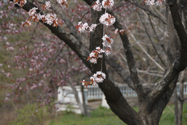 Сакура японская. Сахалин. Japanese sakura. Sakhalin. (marka) - marka