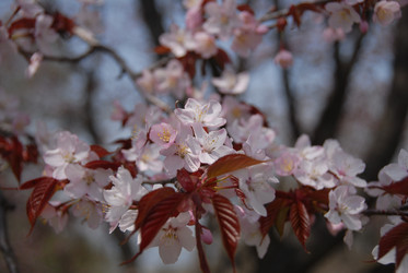 Сакура японская. Сахалин. Japanese sakura. Sakhalin. (marka) - marka