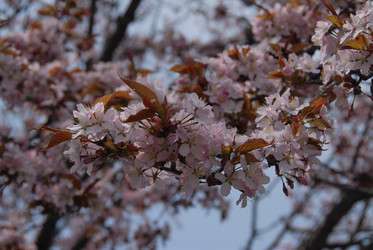 Сакура японская. Сахалин. Japanese sakura. Sakhalin. (marka) - marka