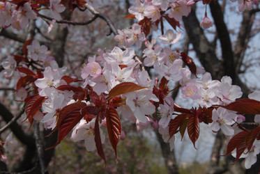 Сакура японская. Сахалин. Japanese sakura. Sakhalin. (marka) - marka