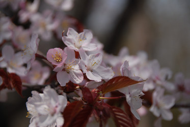 Сакура японская. Сахалин. Japanese sakura. Sakhalin - marka