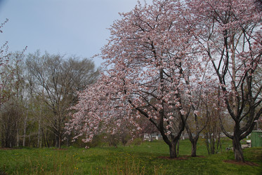Сакура японская. Сахалин. Japanese sakura. Sakhalin - marka