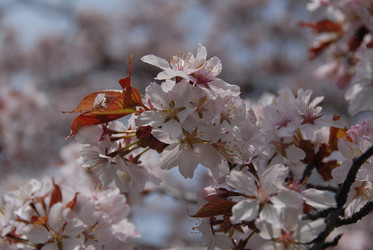 Сакура японская. Сахалин. Japanese sakura. Sakhalin - marka
