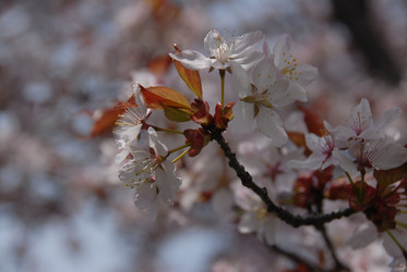 Сакура японская. Сахалин. Japanese sakura. Sakhalin - marka