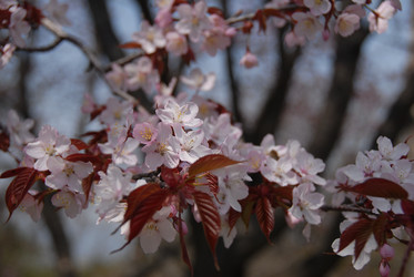 Сакура японская. Сахалин. Japanese sakura. Sakhalin - marka