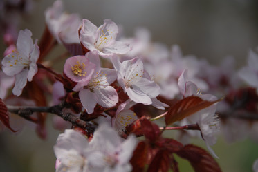 Сакура японская. Сахалин. Japanese sakura. Sakhalin - marka