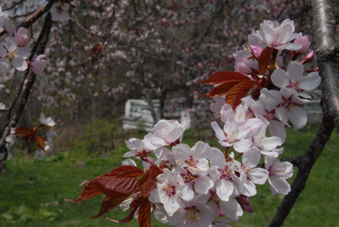 Сакура японская. Сахалин. Japanese sakura. Sakhalin - marka