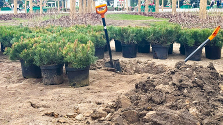 Участок для посадки деревьев с молодыми саженцами сосны, лопатами и подготовкой почвы в питомнике для проектов по благоустройству территории, программам лесовосстановления, озеленению городов и кампаниям по посадке деревьев - Kristina Kuptsevich