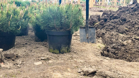 Молодые сосны готовы к посадке: в парке Urban Spring Park – проект по посадке деревьев, озеленению городов, лесовосстановлению, достижению целей устойчивого развития и освещению экологических тем - Kristina Kuptsevich