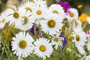 На заднем плане крупный план ромашки. Полевые цветы для обоев - aspsvz