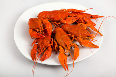 Вареные красные раки на белой тарелке. Закуска из морепродуктов на белом фоне - Kathleen77