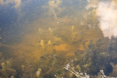 Подводная растительность и рыба в мутной воде — экосистема водоема - Derbis