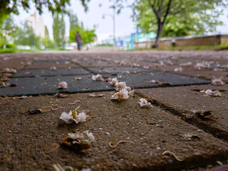 Опавшие лепестки на тротуарной плитке: городской мотив весны - DaniilAlexiy