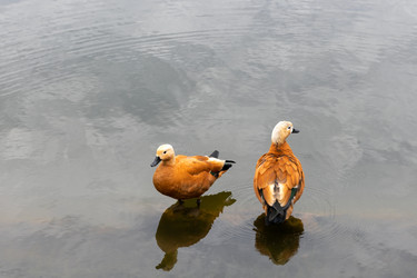 Пара уток-огарей (red duck) стоят на мелководье в воде - kostya6969