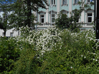 Цветущий чубушник - Anastasia_y