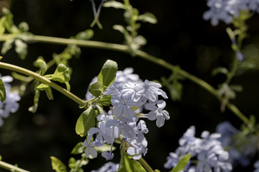 Куст (Plumbago auriculata) с синими соцветиями крупным планом - Slavina