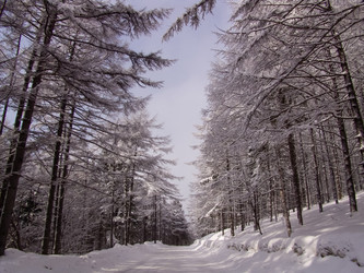 Дорога на горнолыжный комплекс «Горный воздух». Сахалин. View of the ski complex "Gorny Vozduh". Sakhalin. (marka) - marka