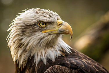 Eagle в стандарте Erzd демонстрирует свои великолепные возможности. Генеративный ИИ - RomanZ