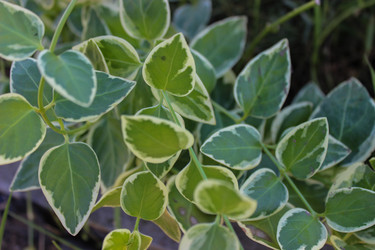 Барвинок большой 'Variegata', крупный план - AleksSu