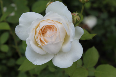 Белая роза с каплями росы - Anastasia_y