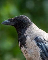 Портрет в профиль обыкновенной серой вороны (Corvus cornix), смотрящей вбок на гладком размытом зеленом фоне - DmitryKurullin