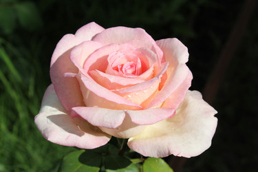 Нежно-розовая роза с каплями росы - Anastasia_y