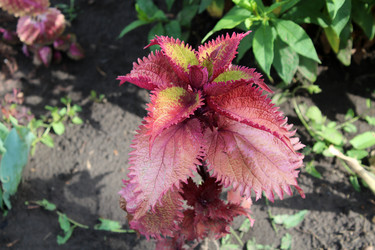 Ко́леус (лат. Coleus) - bykgeniy