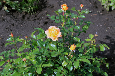 Роза «Гольдэльзе» (Goldelse) - bykgeniy