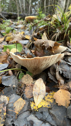 Гриб подгруздок белый (Russula delica) в осеннем лесу под опавшей листвой - Oksana Shvedkova