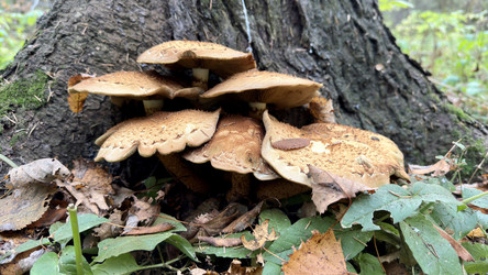Гриб Чешуйчатка обыкновенная (Pholiota squarrosa) растущая на стволе дерева в осеннем лесу - Oksana Shvedkova