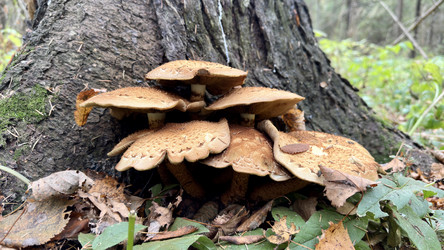 Гриб Чешуйчатка обыкновенная (Pholiota squarrosa) растущая на стволе дерева в осеннем лесу - Oksana Shvedkova