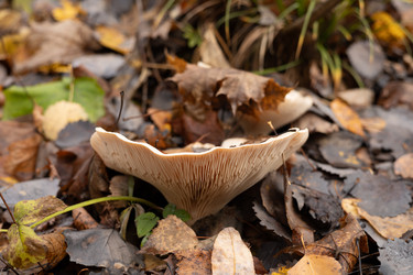 Гриб подгруздок белый (Russula delica) в осеннем лесу под опавшей листвой - Oksana Shvedkova