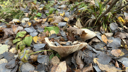 Гриб подгруздок белый (Russula delica) в осеннем лесу под опавшей листвой - Oksana Shvedkova
