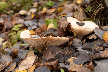 Гриб подгруздок белый (Russula delica) в осеннем лесу под опавшей листвой - Oksana Shvedkova