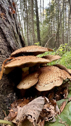 Гриб Чешуйчатка обыкновенная (Pholiota squarrosa) растущая на стволе дерева в осеннем лесу - Oksana Shvedkova