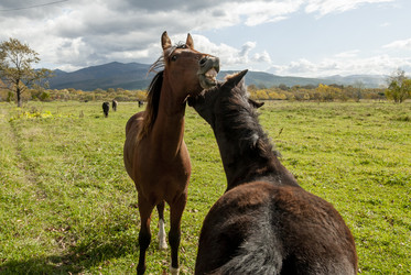 Лошади на пастбище. Horses in the pasture. Сахалин. Sakhalin. (marka) - marka