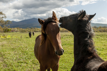 Лошади на пастбище. Horses in the pasture. Сахалин. Sakhalin. (marka) - marka