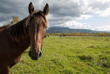 Лошади на пастбище. Horses in the pasture. Сахалин. Sakhalin. (marka) - marka